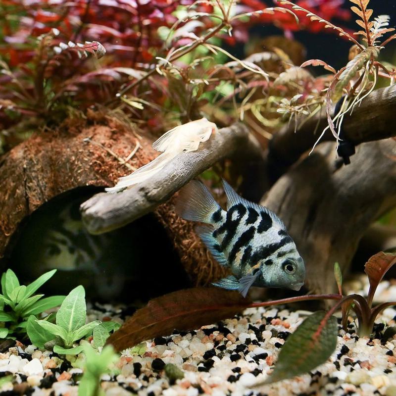 Polar Blue Parrot Cichlid Care