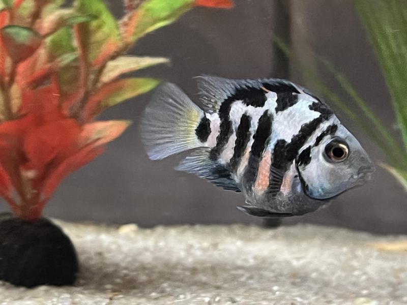 Female Polar Blue Parrot Cichlid