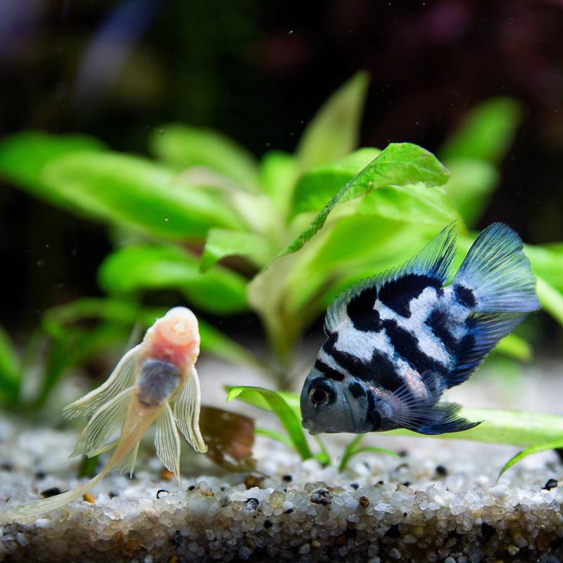 Polar Blue Parrot Cichlid Tank Mates