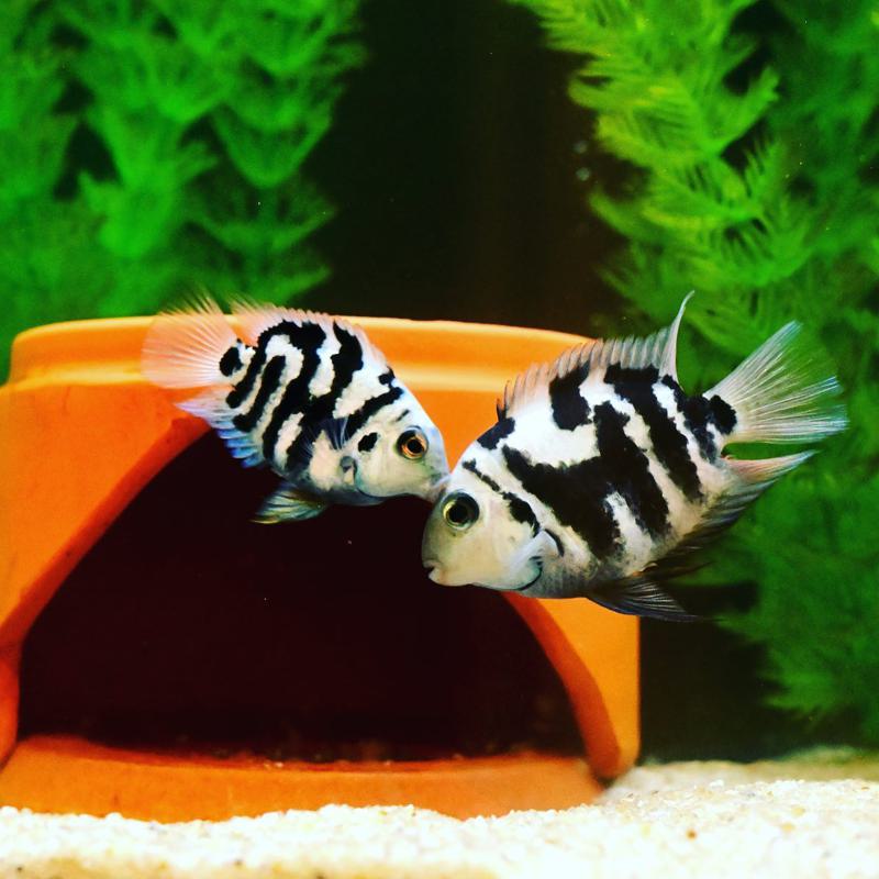 Polar Blue Parrot Cichlid Breeding