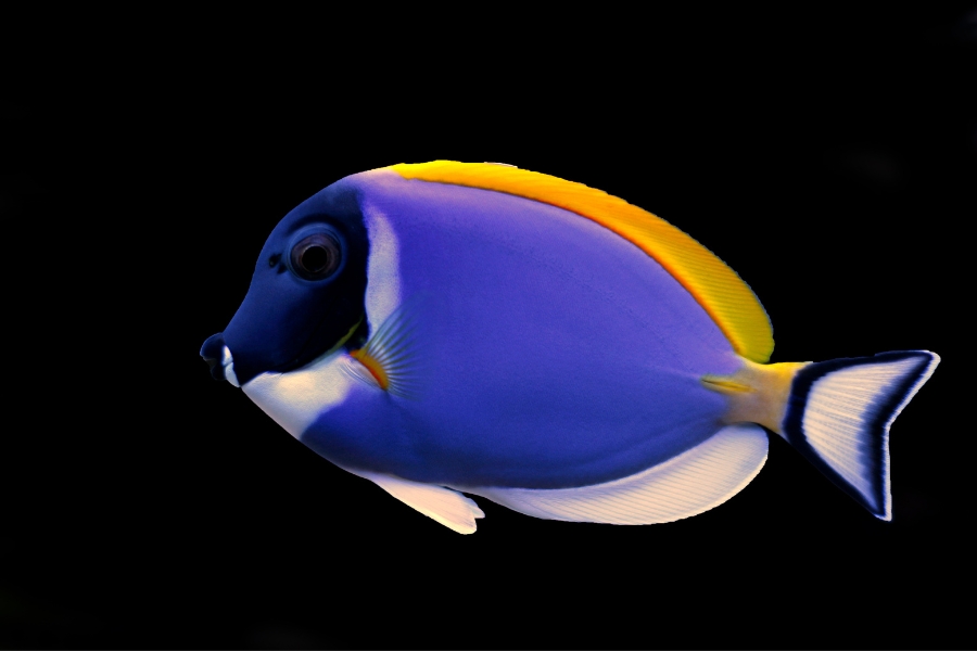 Powder Blue Tang (Acanthurus leucosternon)