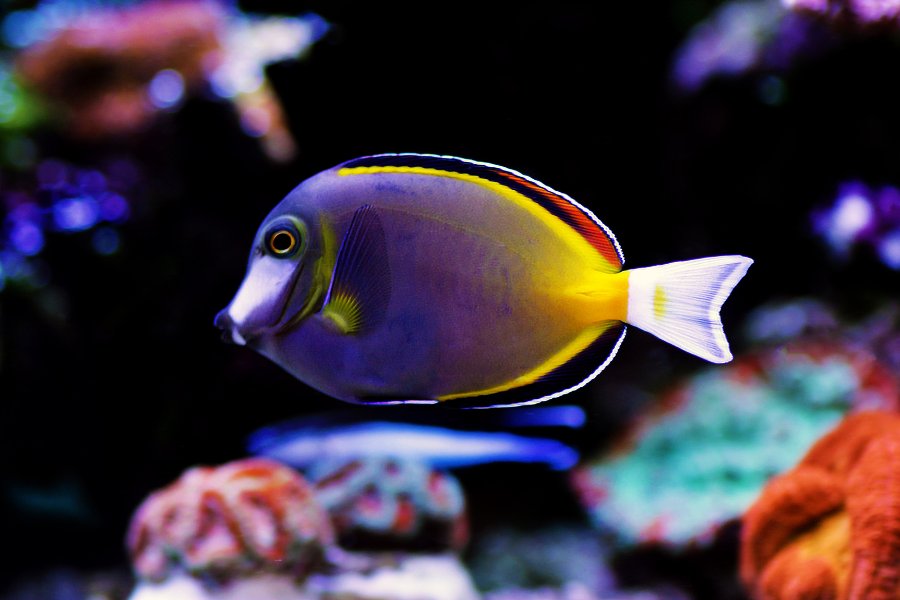 Powder Brown Tang (Acanthurus nigricans)