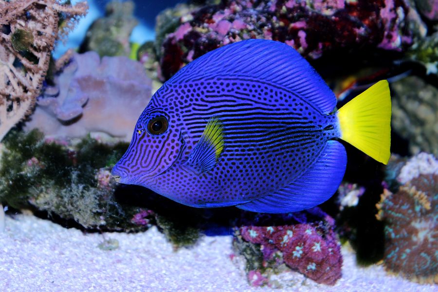 Purple Tang (Zebrasoma xanthurum)