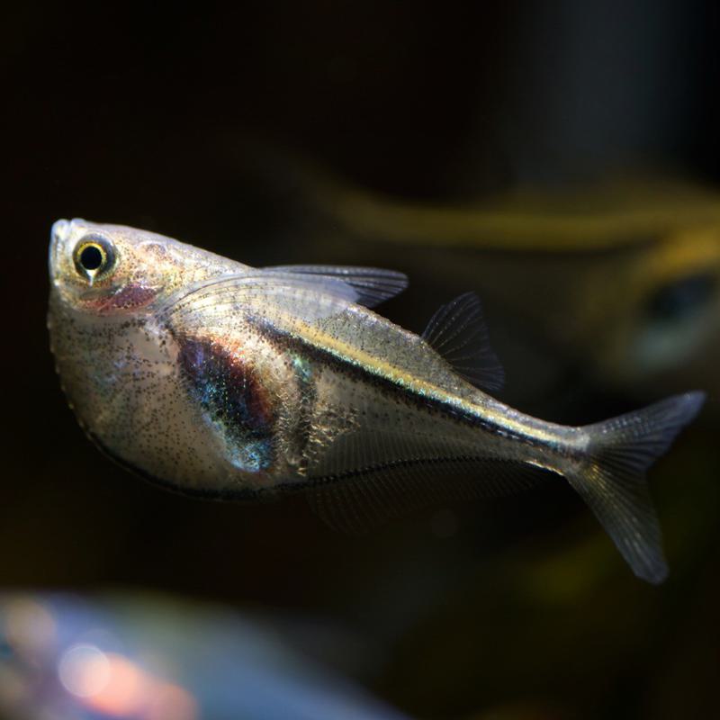 Pygmy Hatchetfish