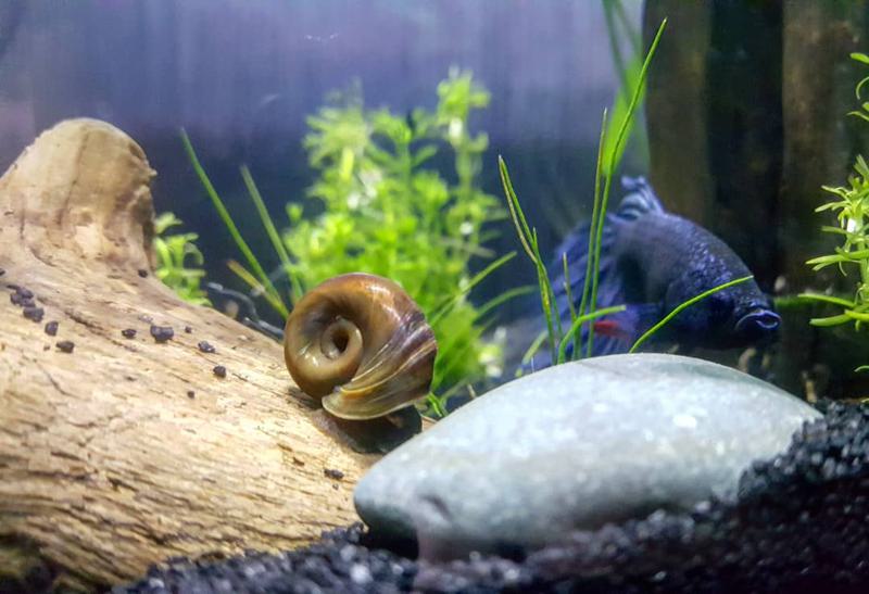 Ramshorn Snail