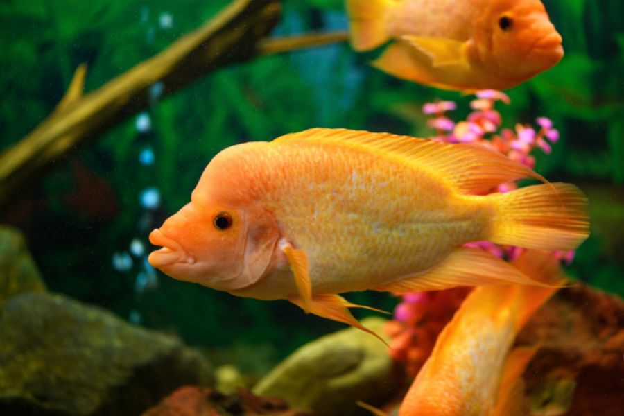 Red Devil Cichlid Appearance