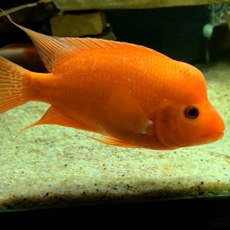 Red Devil Cichlid Size Tank Mates Aggression