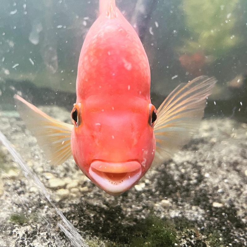 Red Devil Cichlid Teeth