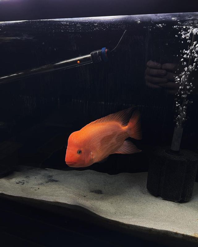 Red Devil Cichlid Water Quality