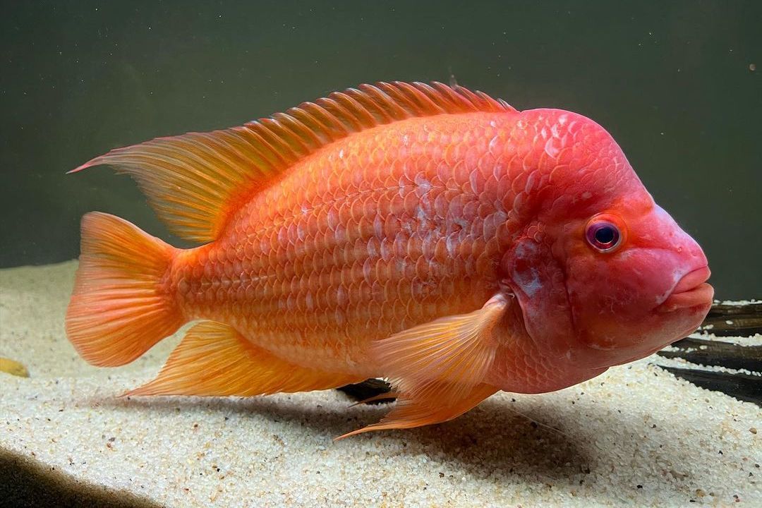 Red Devil Cichlids (Amphilophus labiatus)