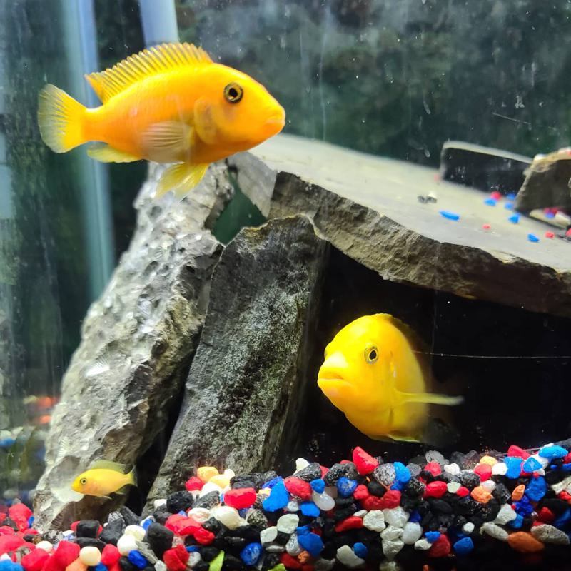 Red Zebra Cichlid Breeding