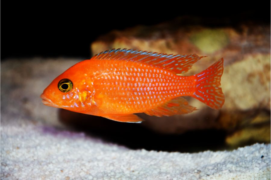 Red Zebra Cichlid (Maylandia estherae)