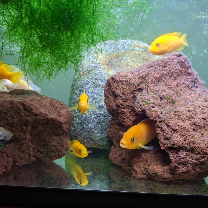 Red Zebra Cichlid Water Quality