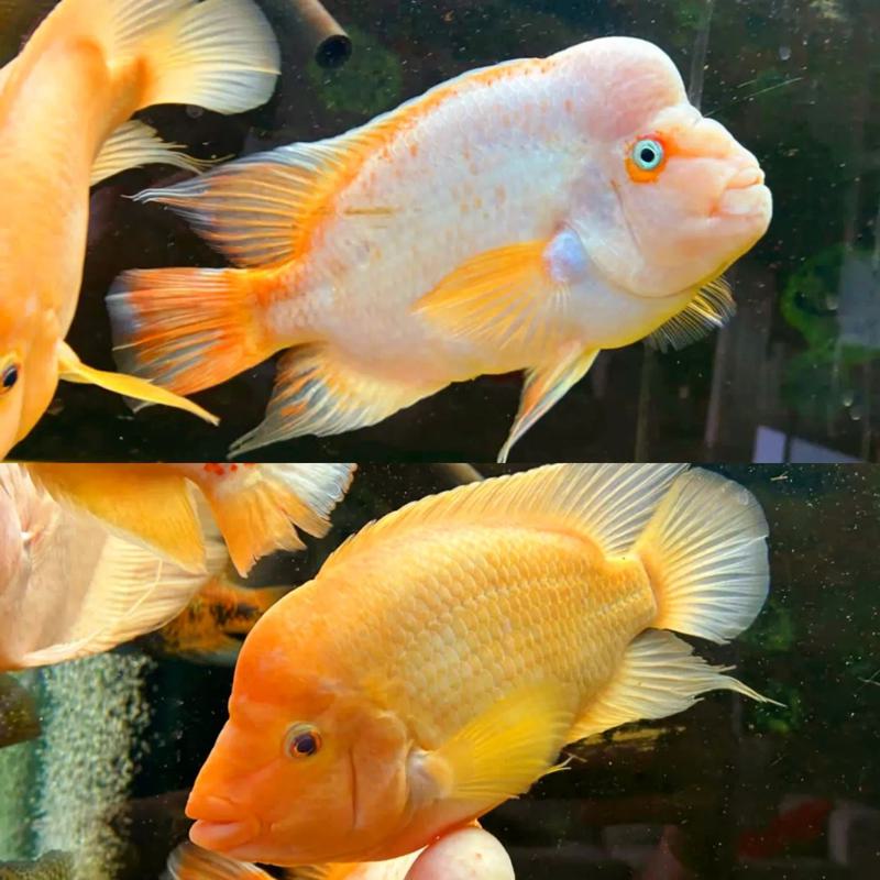 Red devil cichlid male vs female