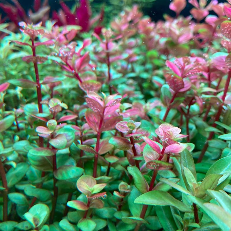 Roundleaf Toothcup (Rotala Rotundifolia)