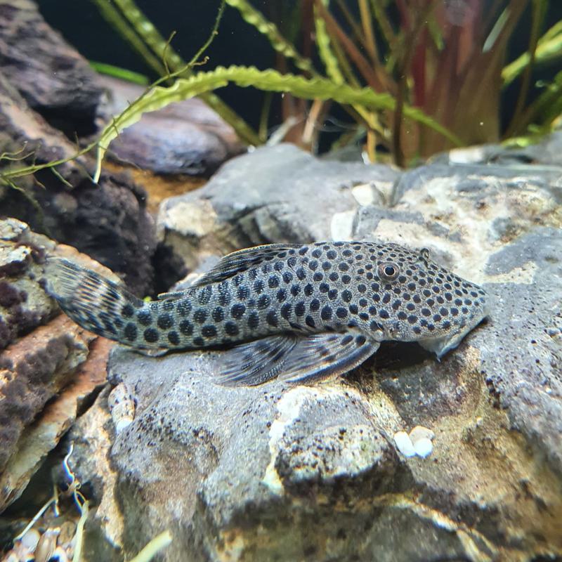 Rubbernose Pleco