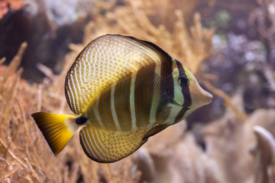 Sailfin Tang (Zebrasoma velifer)