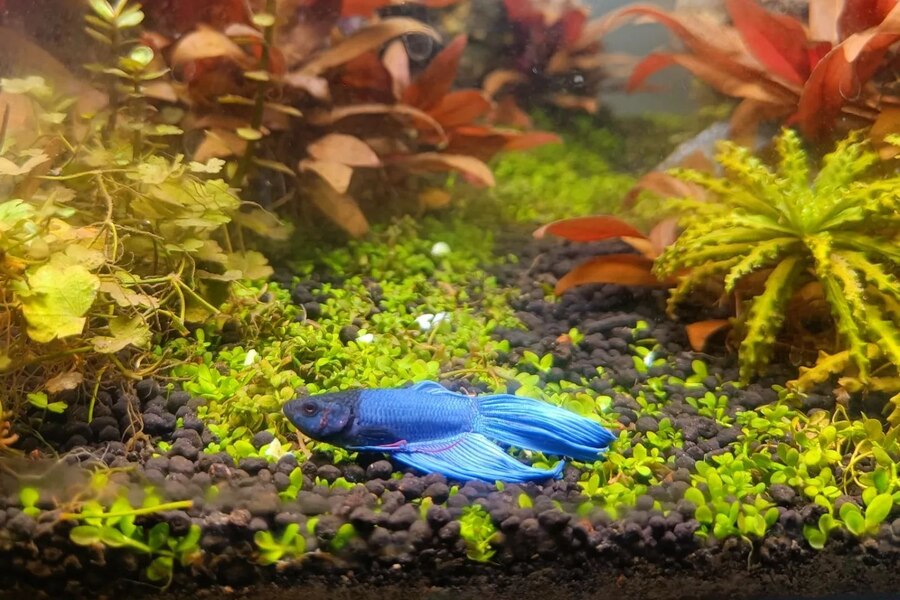 Stressed Betta Fish