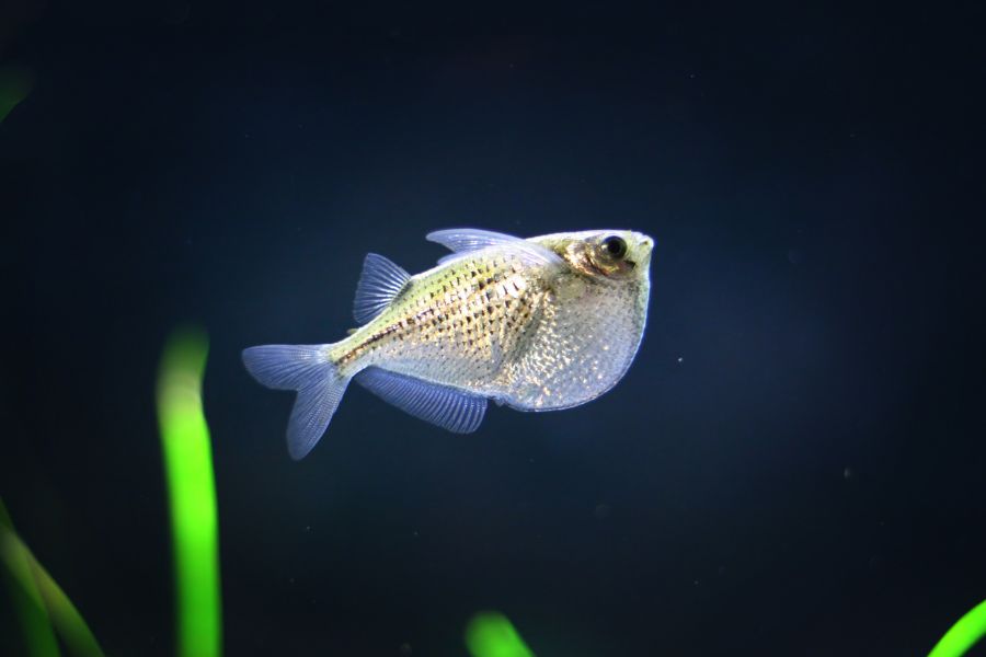 Silver Hatchetfish