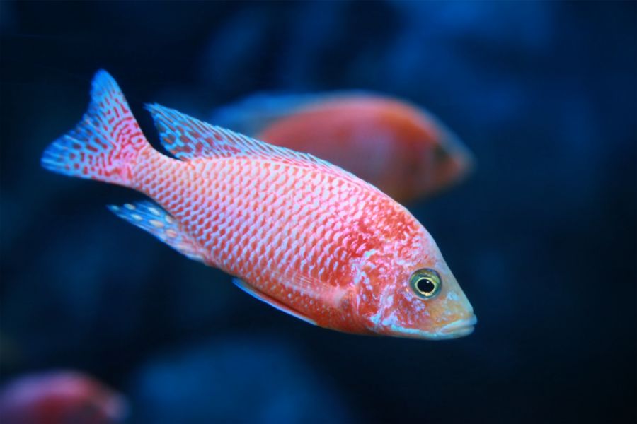 Strawberry peacock cichlid