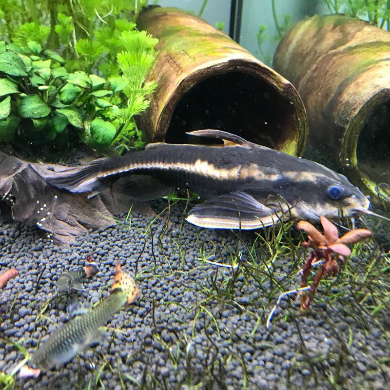 Stripped Raphael Catfish