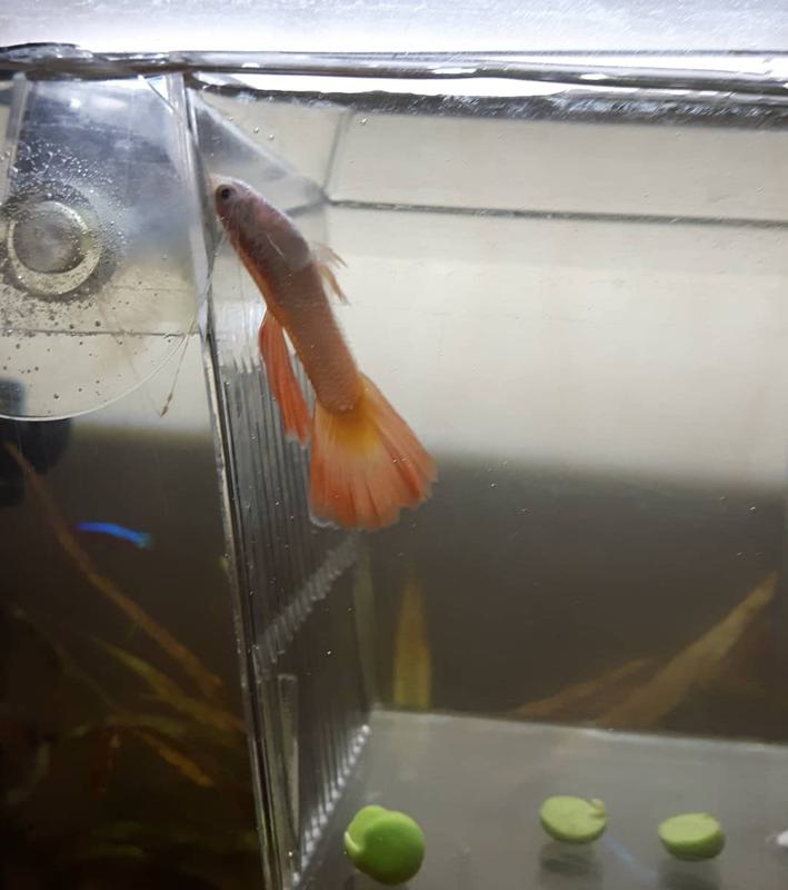 Swim Bladder Disorder