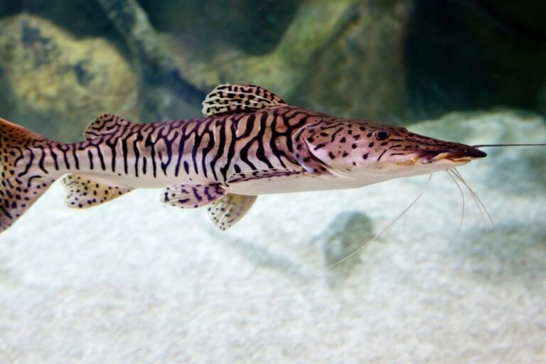 Top 15 Aquarium Catfish Types: Which is Best For You?