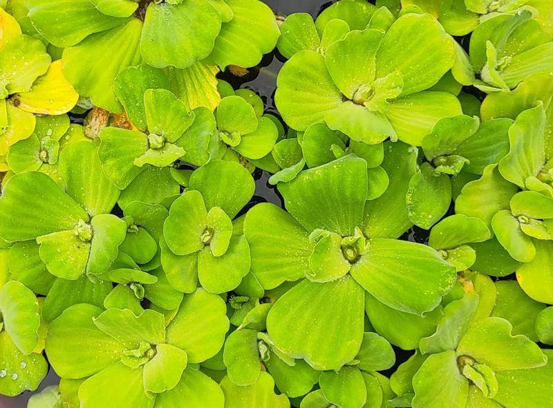 Water Lettuce (Pistia stratiotes)