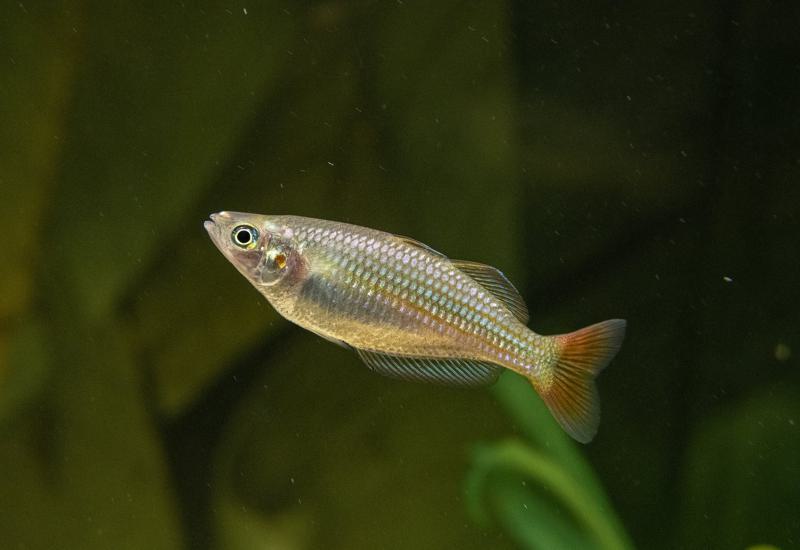 What’s Australian Rainbow Fish