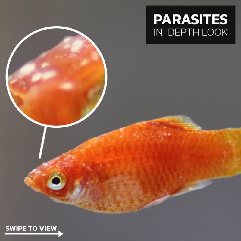 18 Common Guppy Diseases: Reasons & Treatments