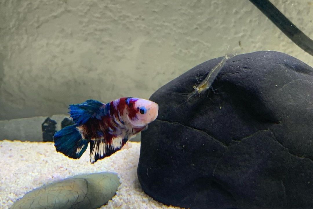 Will Bettas Eat Shrimp