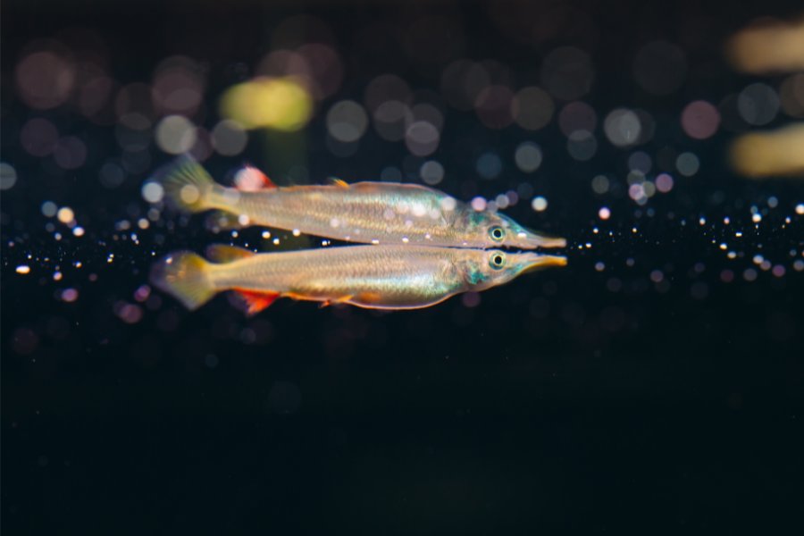 Wrestling Halfbeak