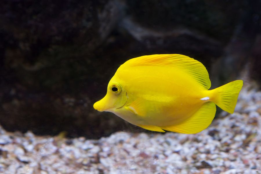 Yellow Tang