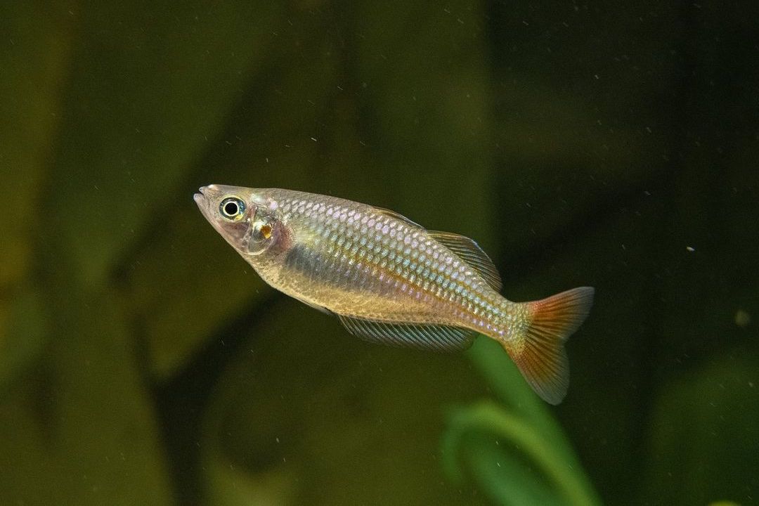 australian rainbow fish