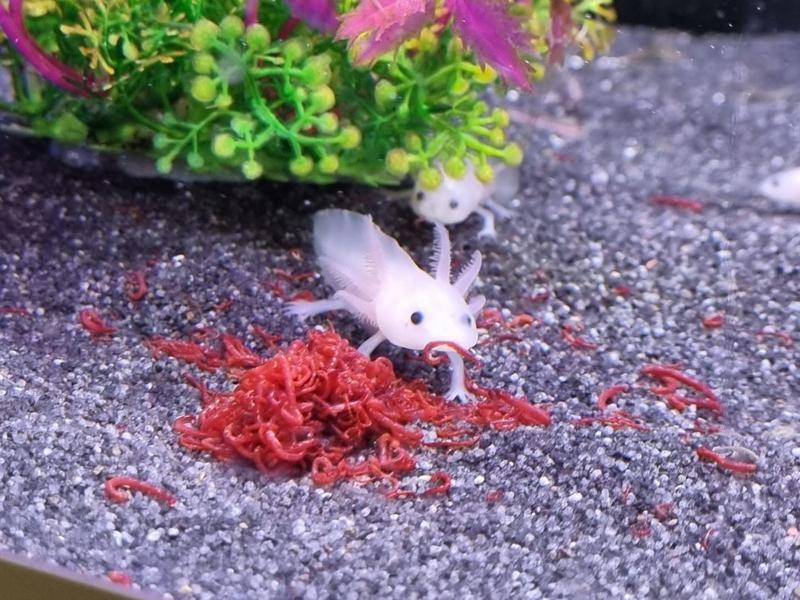 axolotl eat bloodworms