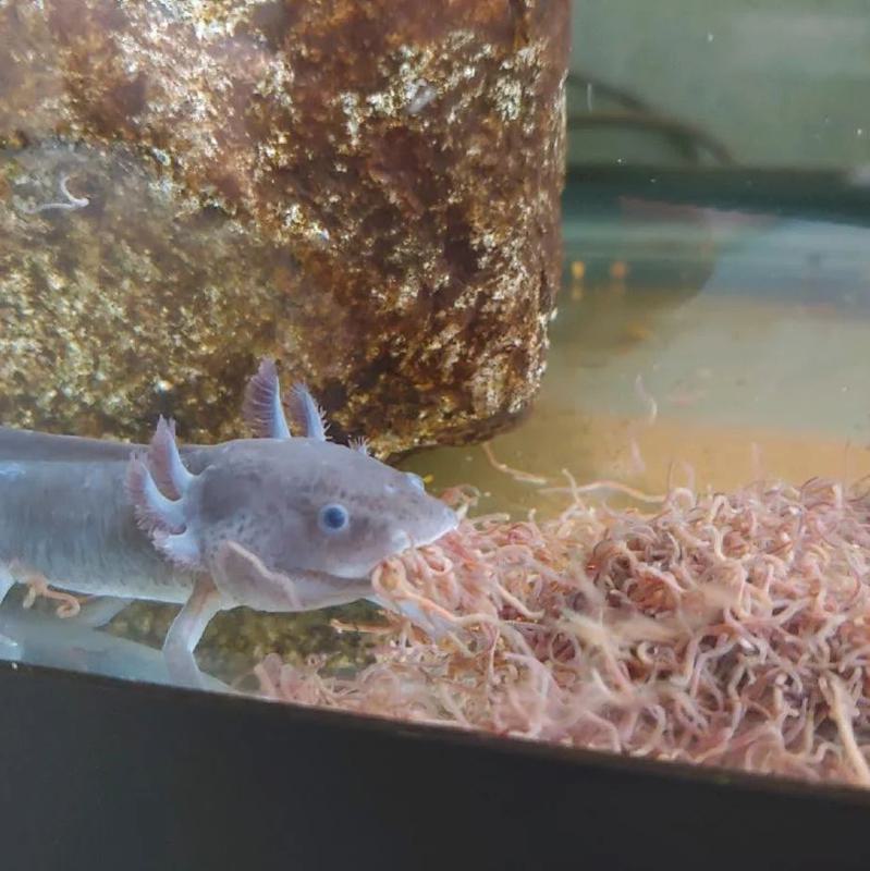 axolotl eating blackworms