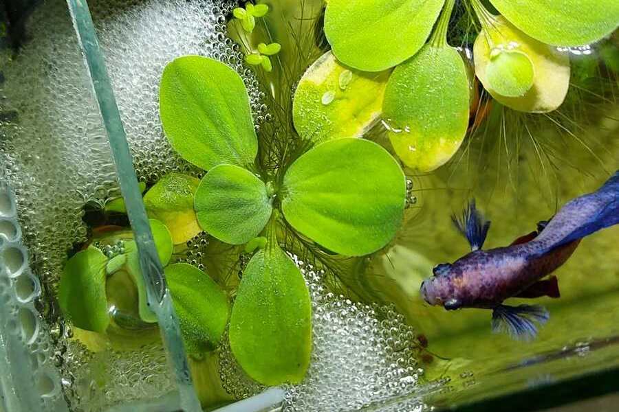 betta bubble nest