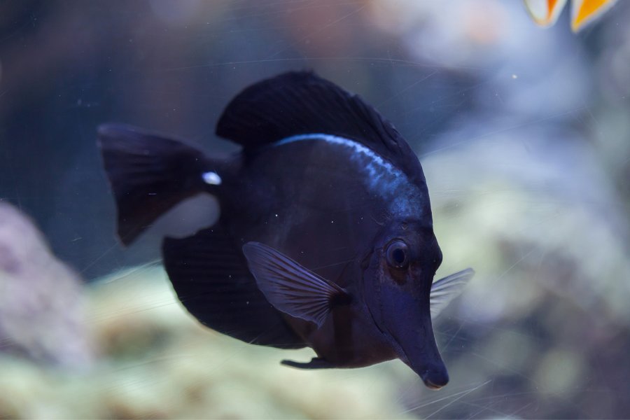 black Longnose tang