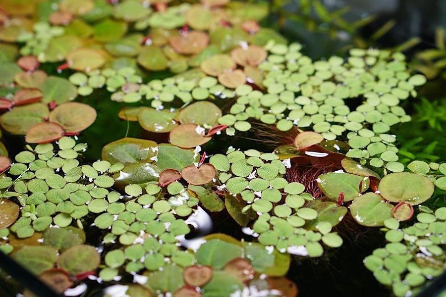 floating plants for aquarium