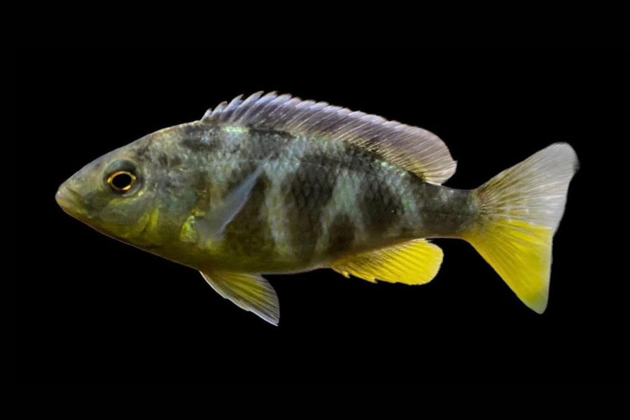 giraffe cichlid (venustus cichlid)