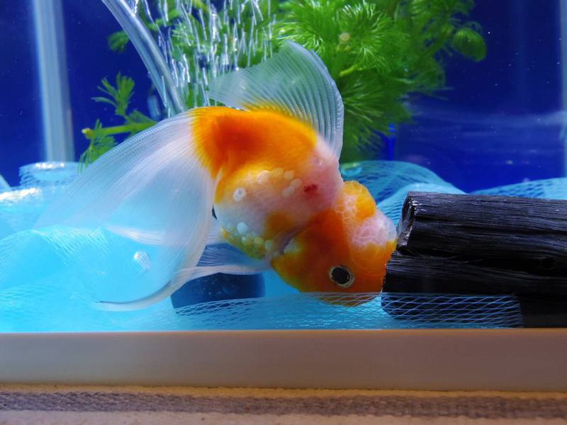 goldfish with red spots