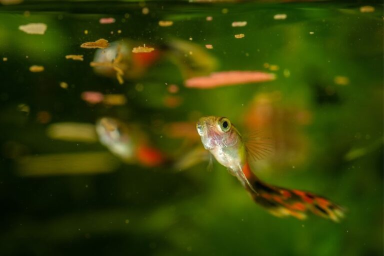 18 Common Guppy Diseases: Reasons & Treatments