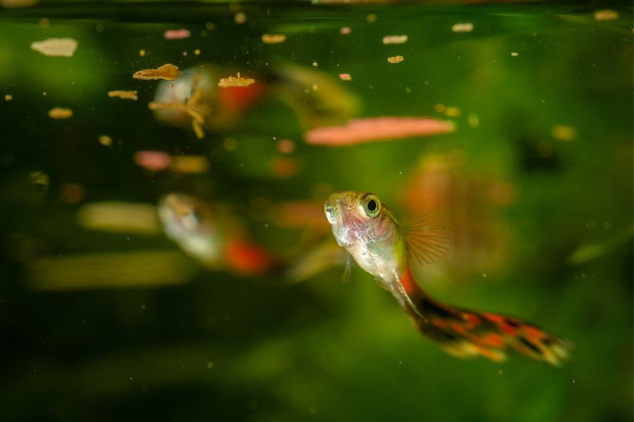 guppy diseases