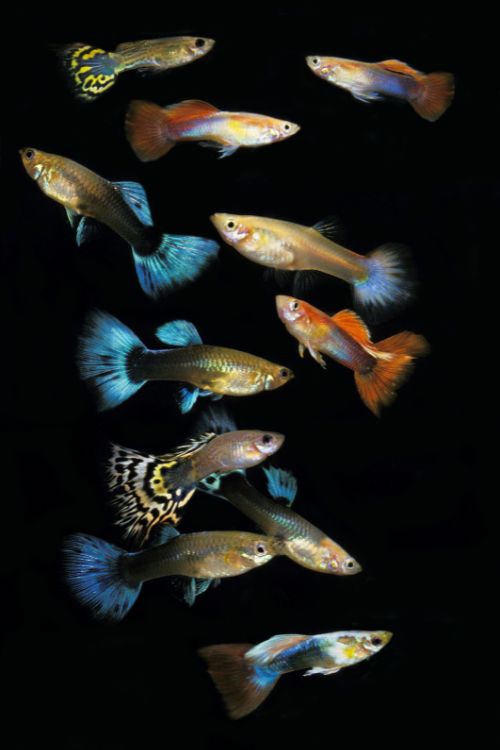 guppy types