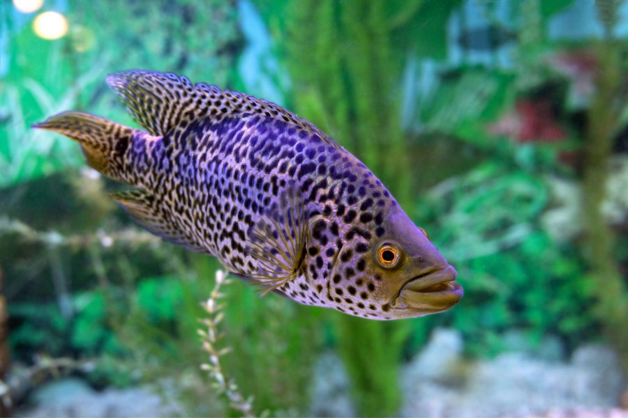 jaguar cichlid