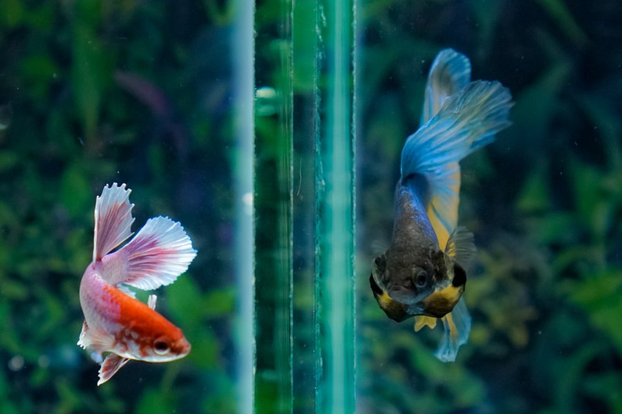 male and female betta separate