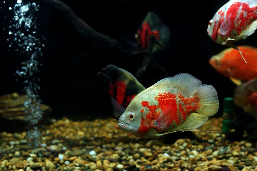 Top 10 Best Oscar Fish Tank Mates - The Aquarium Life