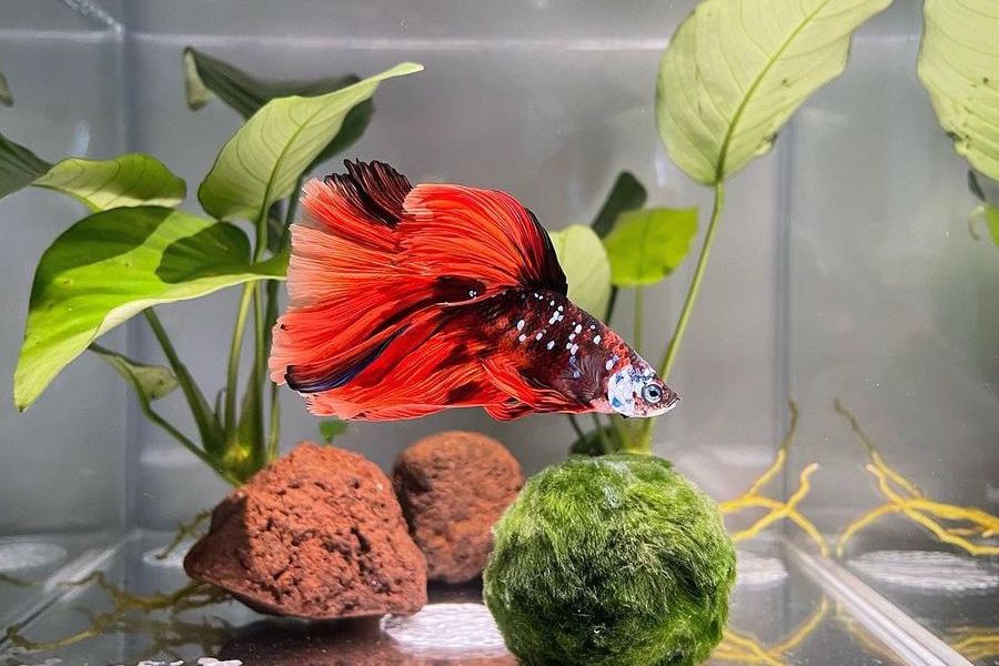 Plant for betta fish bowl best sale