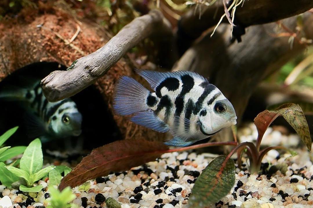 polar blue parrot cichlid