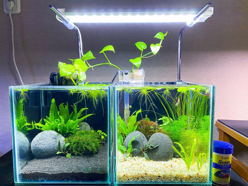 tall aquarium plants